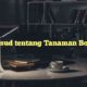 Maksud tentang Tanaman Bonsai